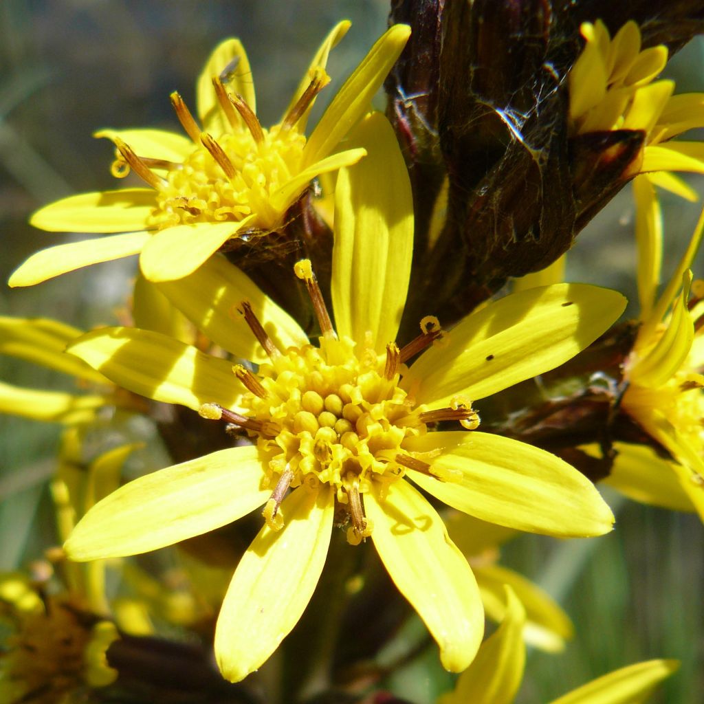 Ligularia sibirica - Leopard Plant