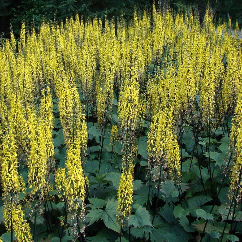 Ligularia stenocephala - Leopard Plant