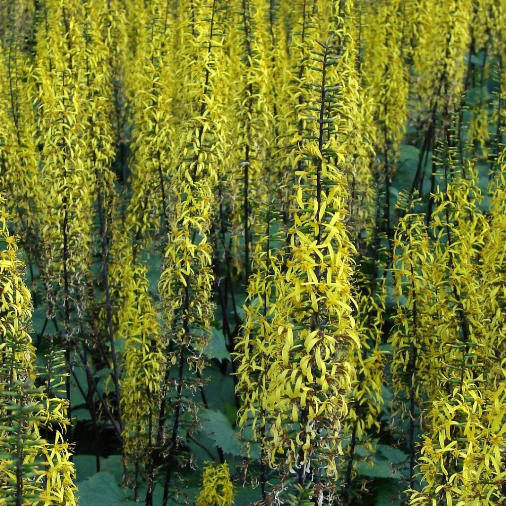 Ligularia stenocephala - Leopard Plant