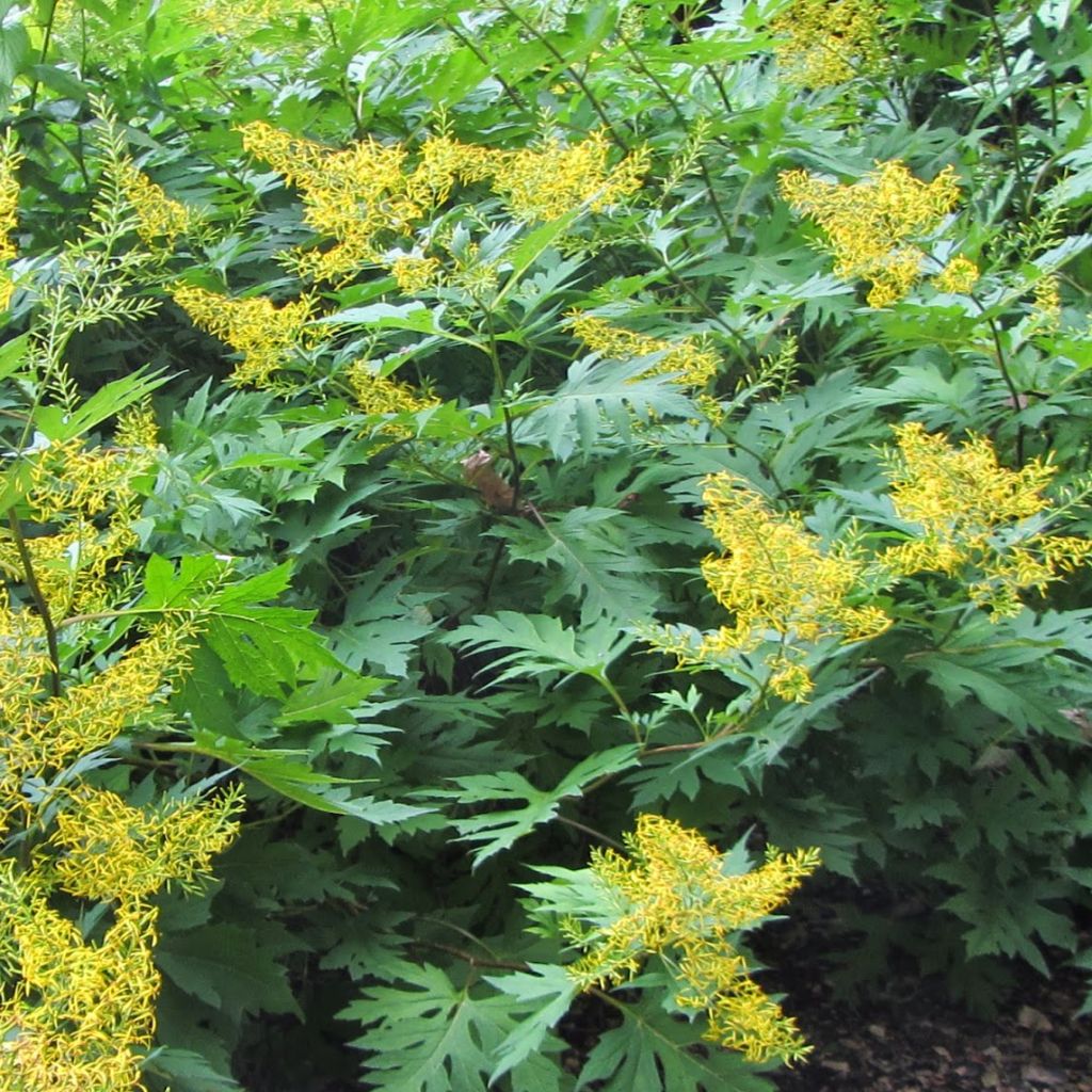 Ligularia tangutica - Leopard Plant