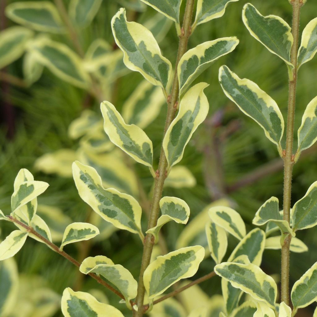 Ligustrum ibota Musli - Privet
