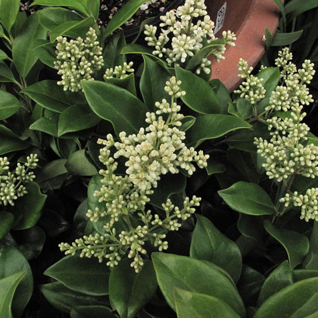 Ligustrum japonicum - Japanese Privet