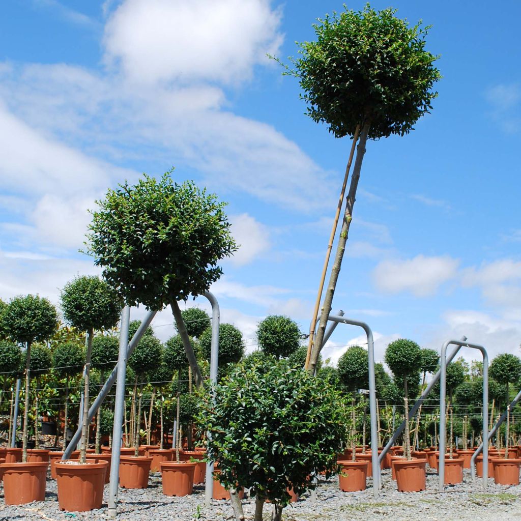Ligustrum jonandrum - Yunnan Privet
