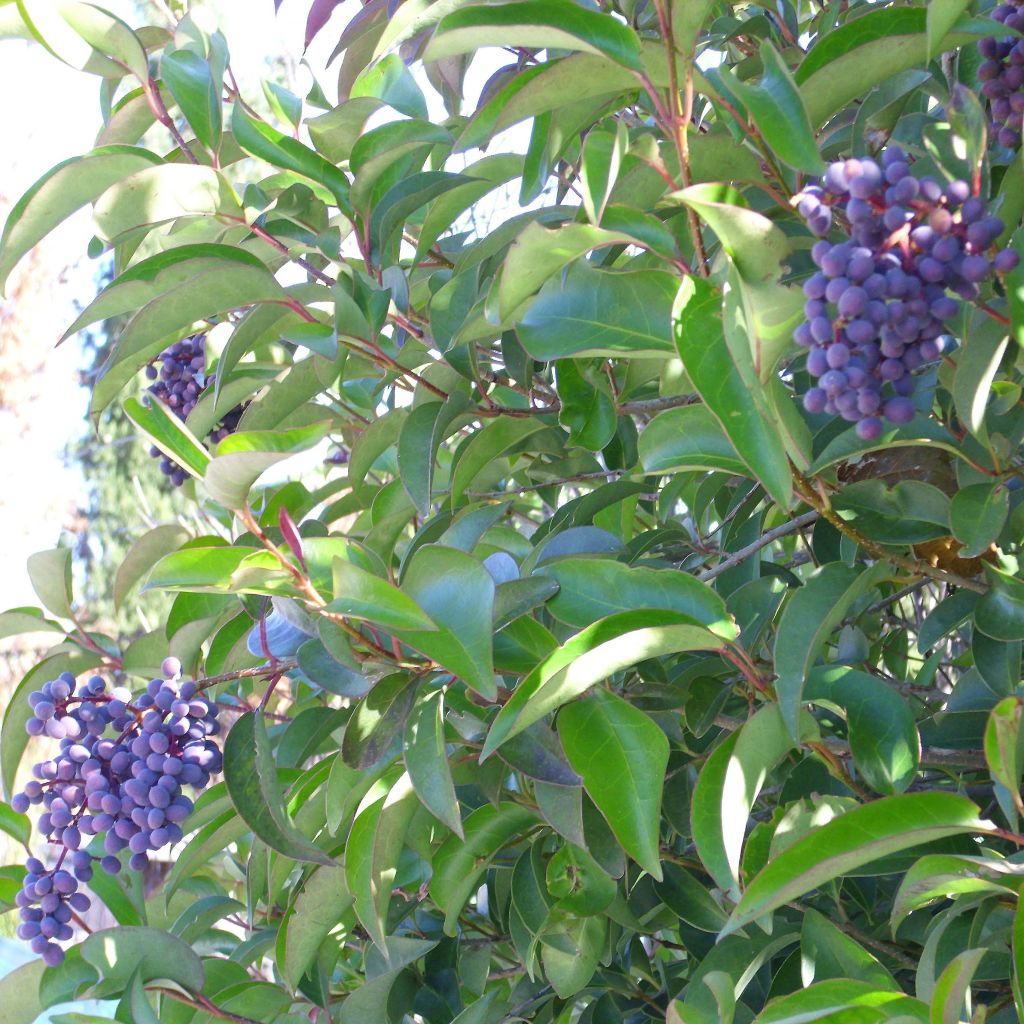 Ligustrum lucidum - Glossy Privet