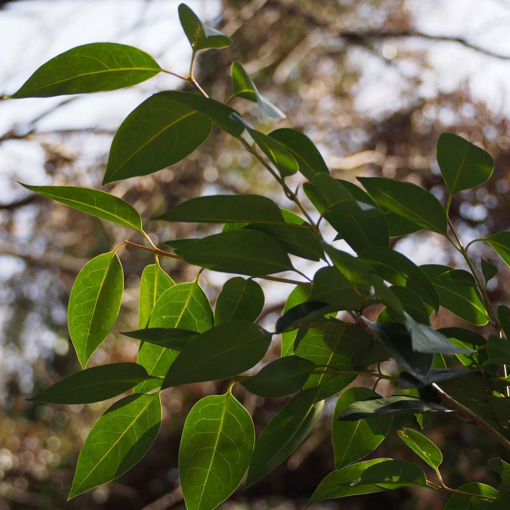 Ligustrum lucidum - Glossy Privet