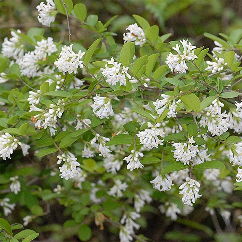 Ligustrum obtusifolium Ilvomassi - Privet
