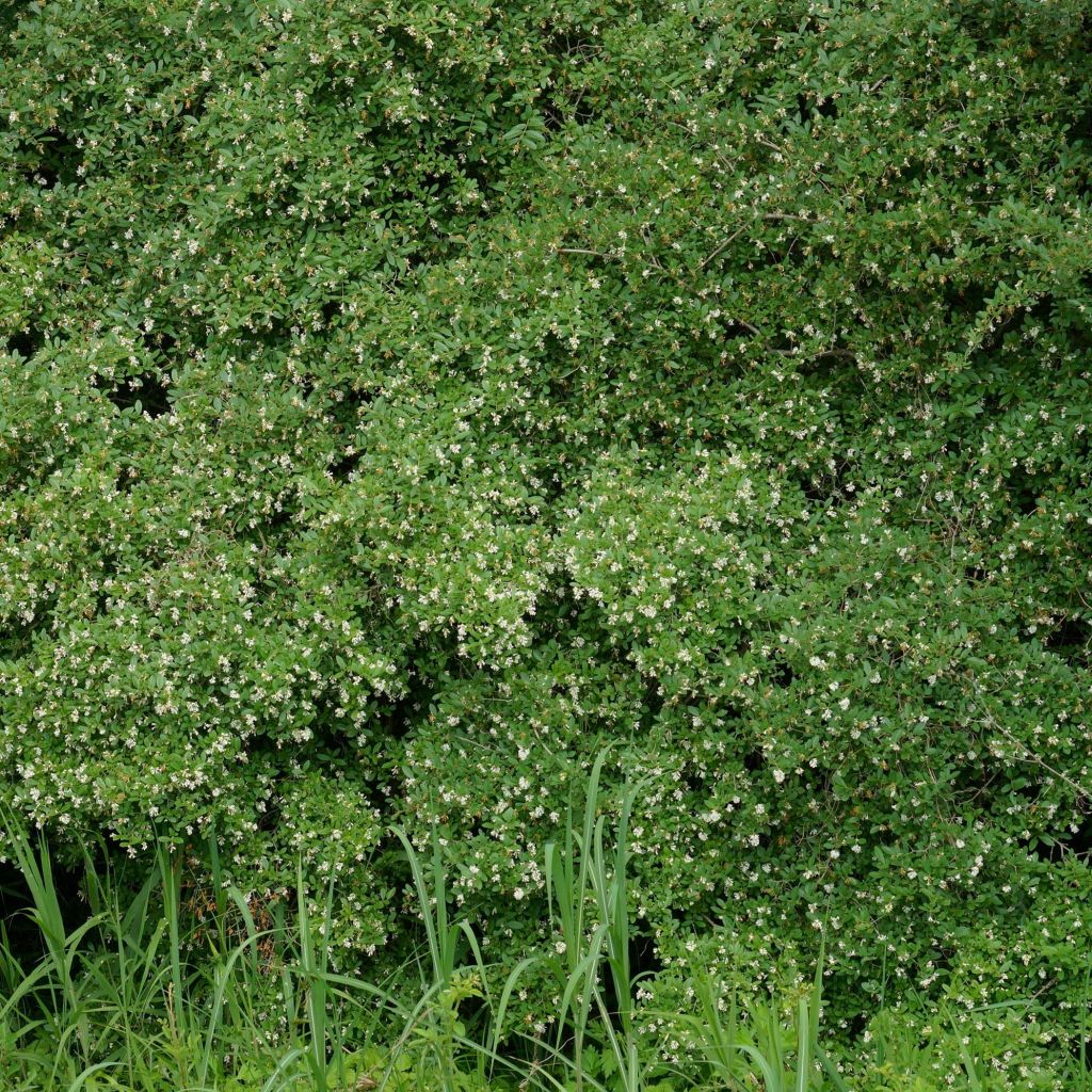 Ligustrum obtusifolium Ilvomassi - Privet