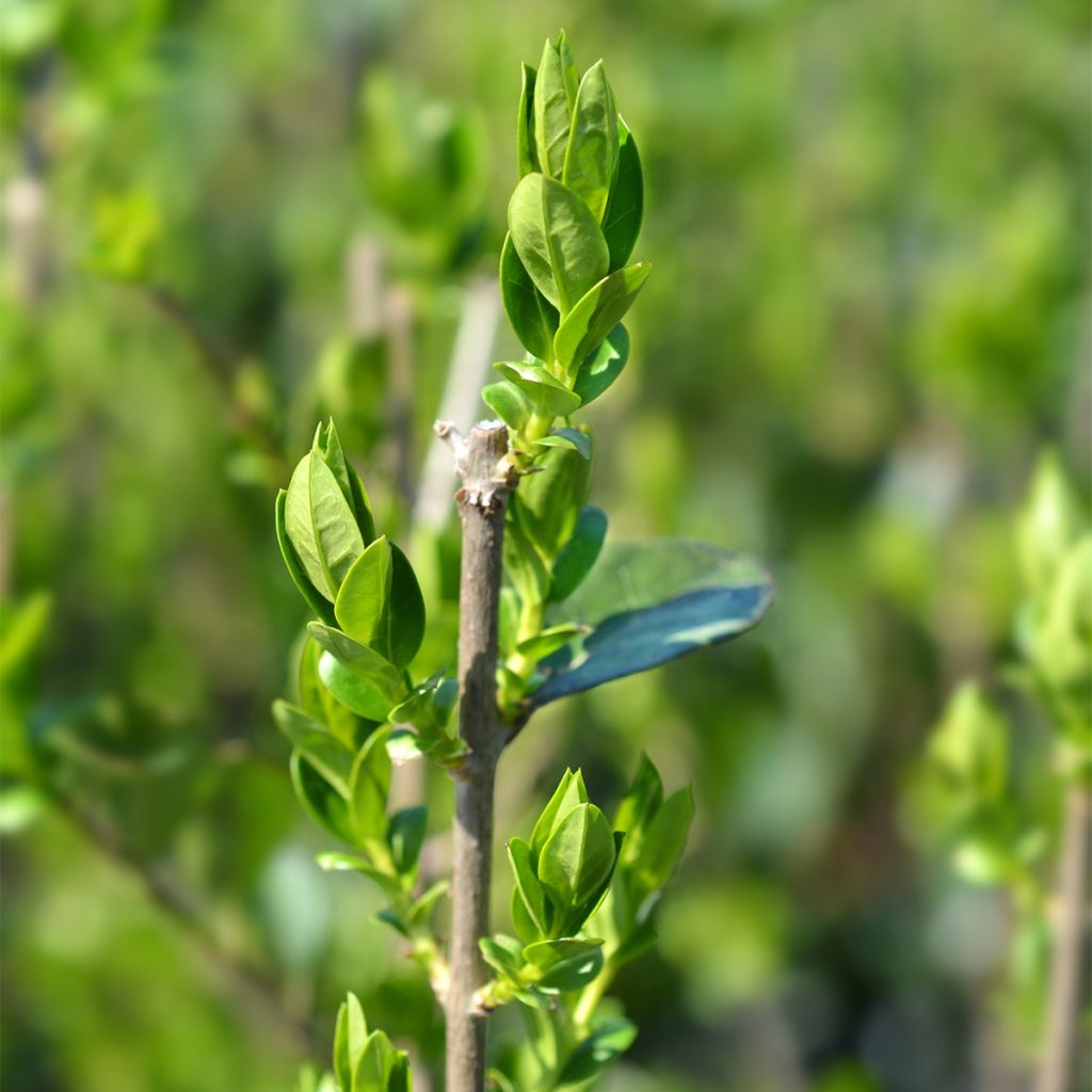 Ligustrum ovalifolium Green Diamond - Garden Privet