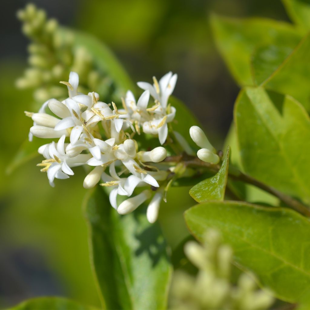 Ligustrum ovalifolium Green Diamond - Garden Privet