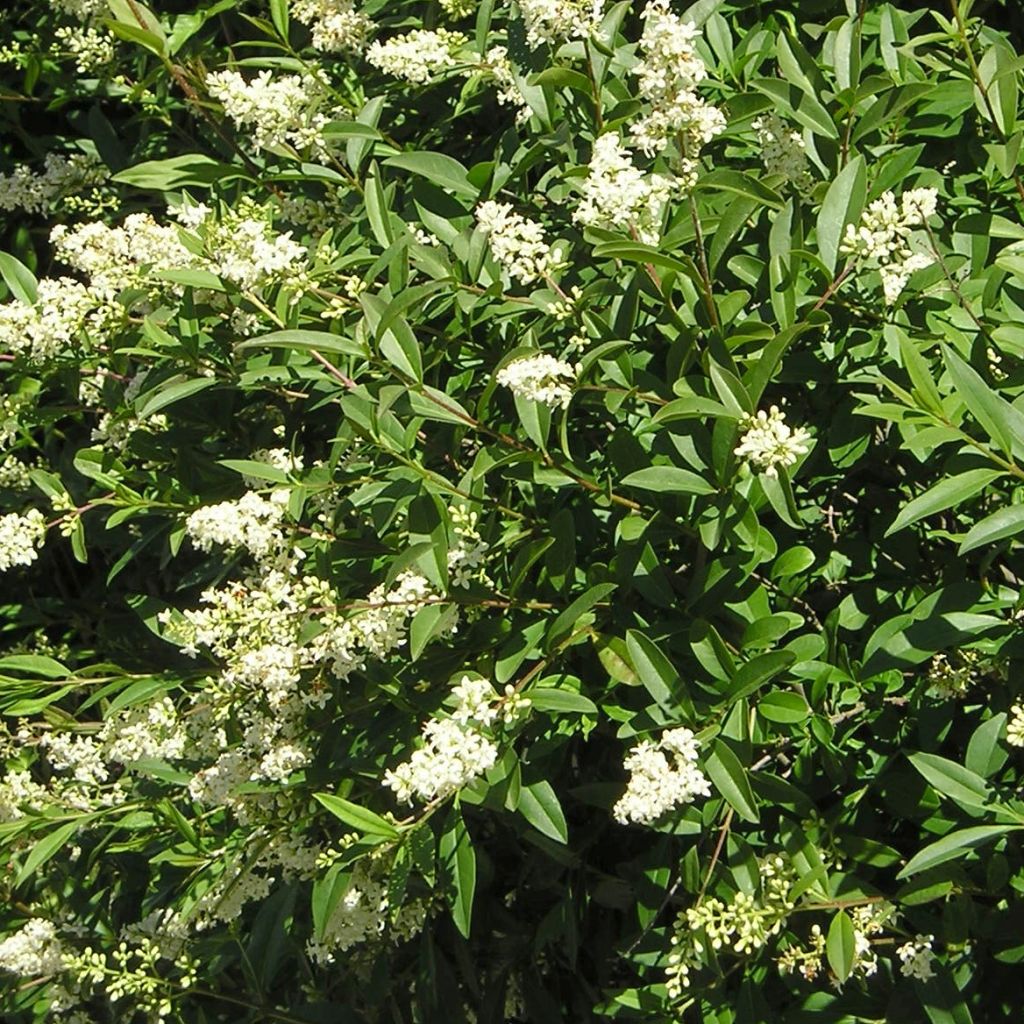 Common Privet - Ligustrum vulgare Lodense