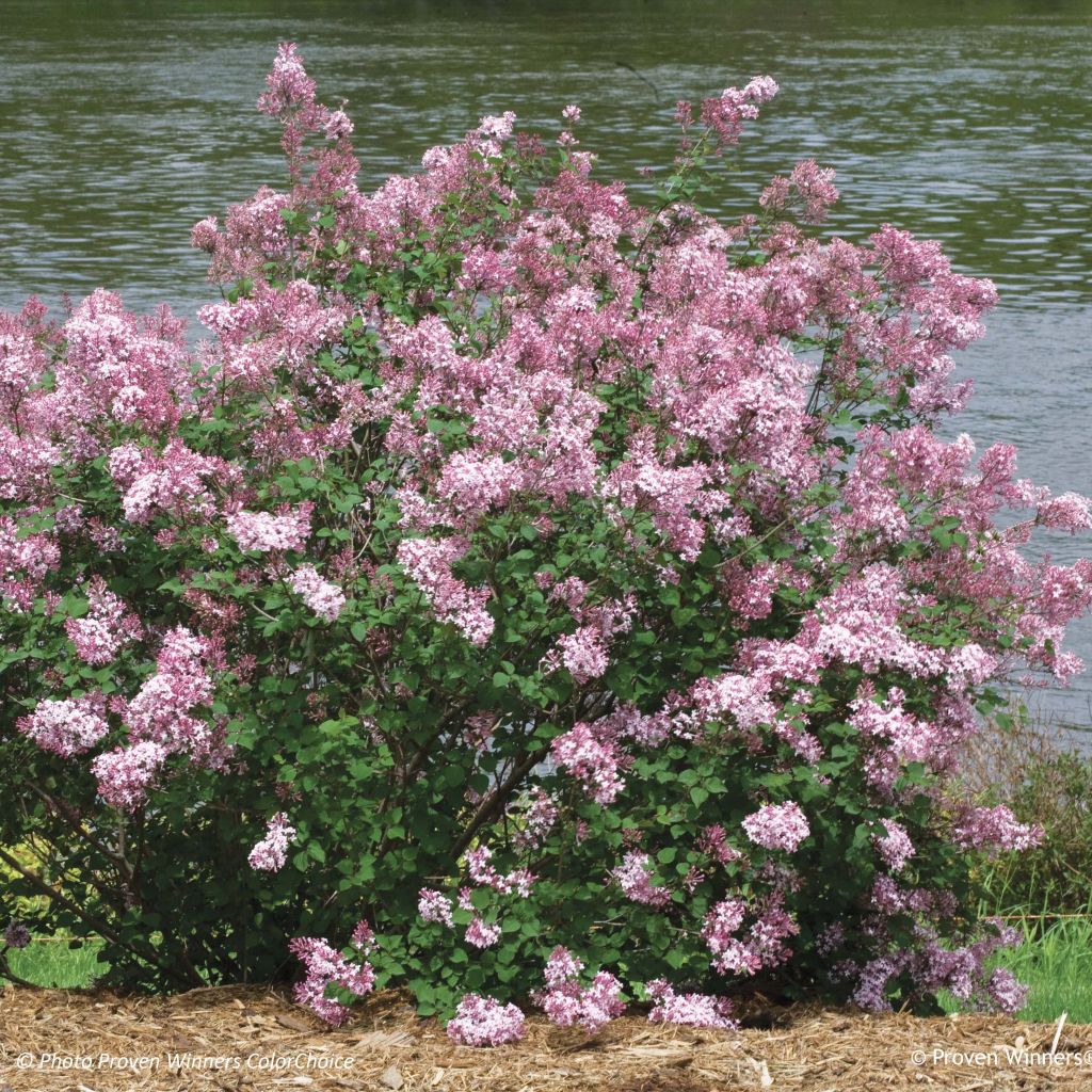 Syringa Pink Perfume - Lilac