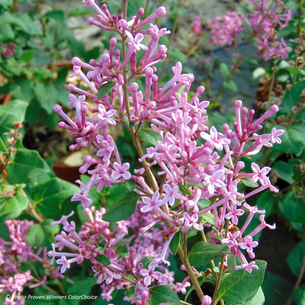 Syringa Pink Perfume - Lilac