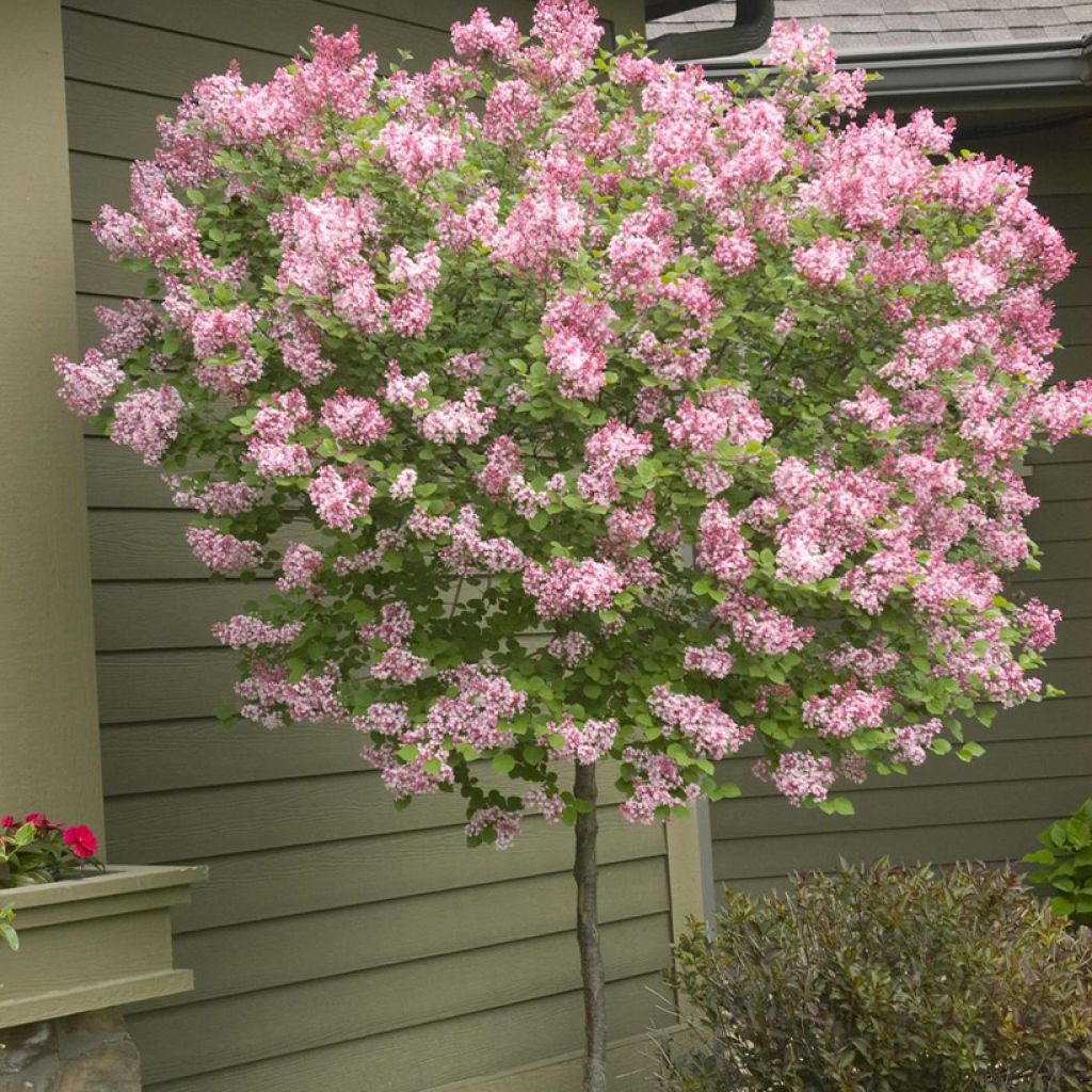 Syringa meyeri microphylla Tinkerbelle - Lilac