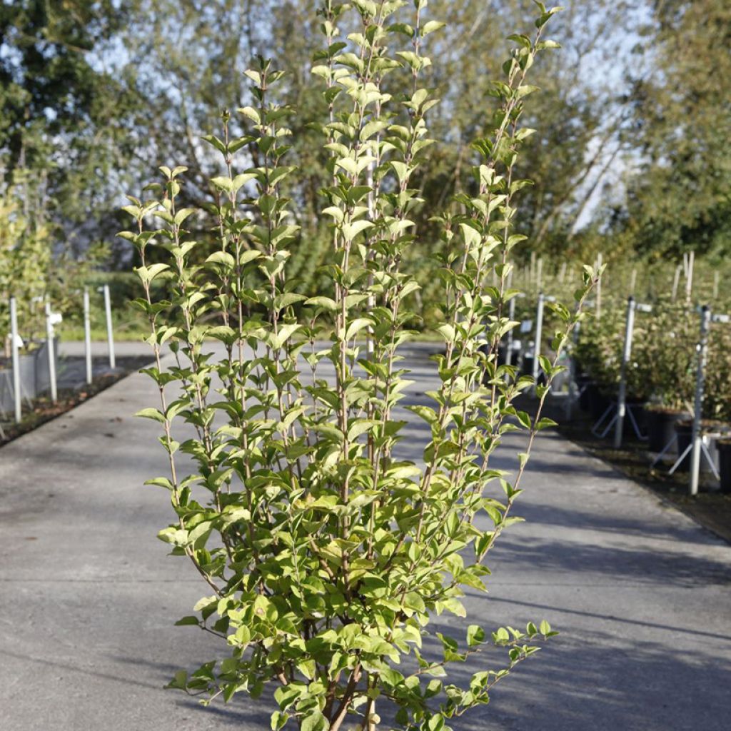 Syringa meyeri microphylla Tinkerbelle - Lilac