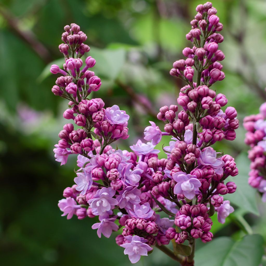 Syringa vulgaris Kindy Rose Gaby - Common Lilac