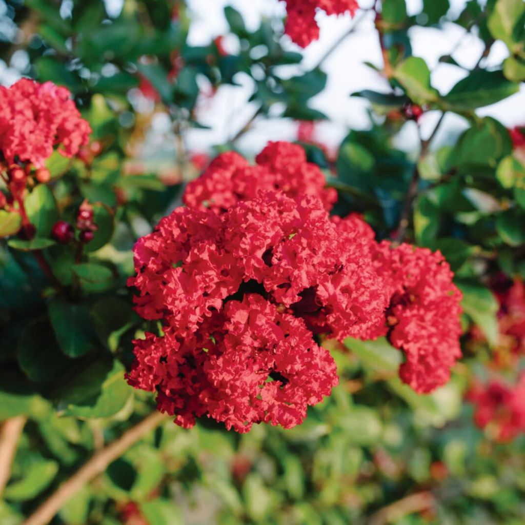 Lagerstroemia indica Ruffled Red Magic® - Crape myrtle