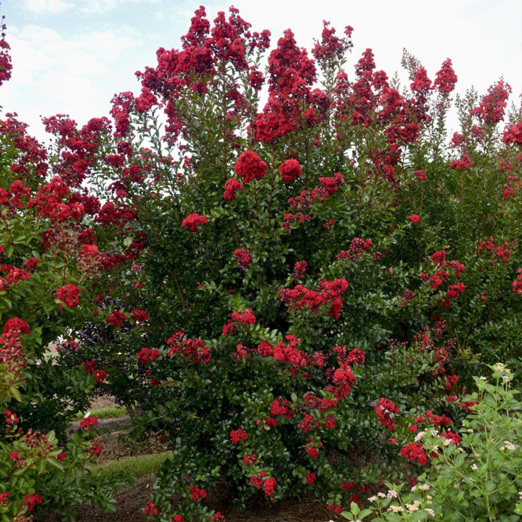Lagerstroemia indica Ruffled Red Magic® - Crape myrtle