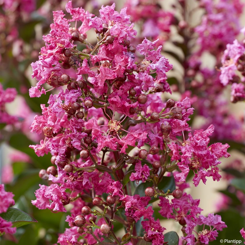 Lagerstroemia indica Berry Dazzle - Crape Myrtle
