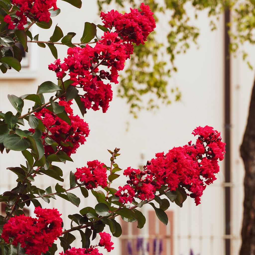 Lagerstroemia indica Caroline Beauty - Crape Myrtle