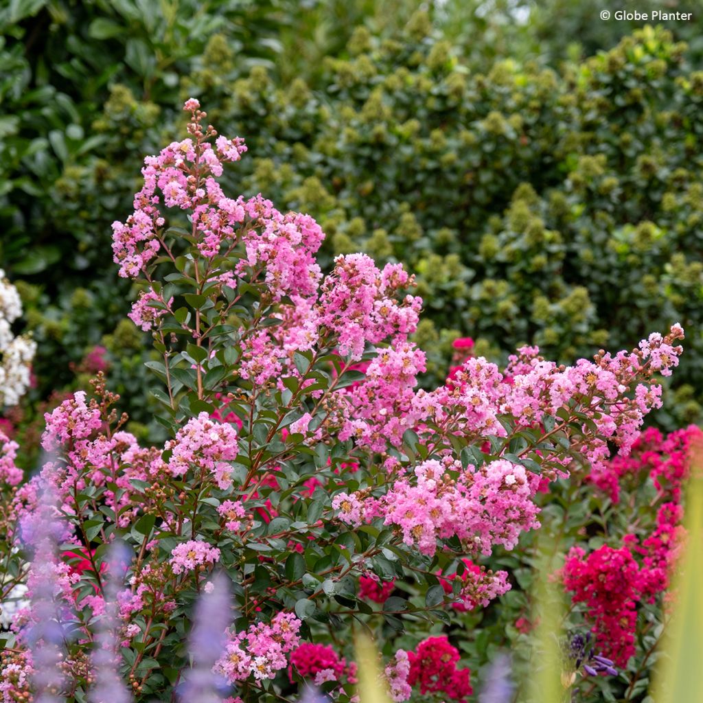 Lagerstroemia indica Gourmet Choco Pink - Crape Myrtle