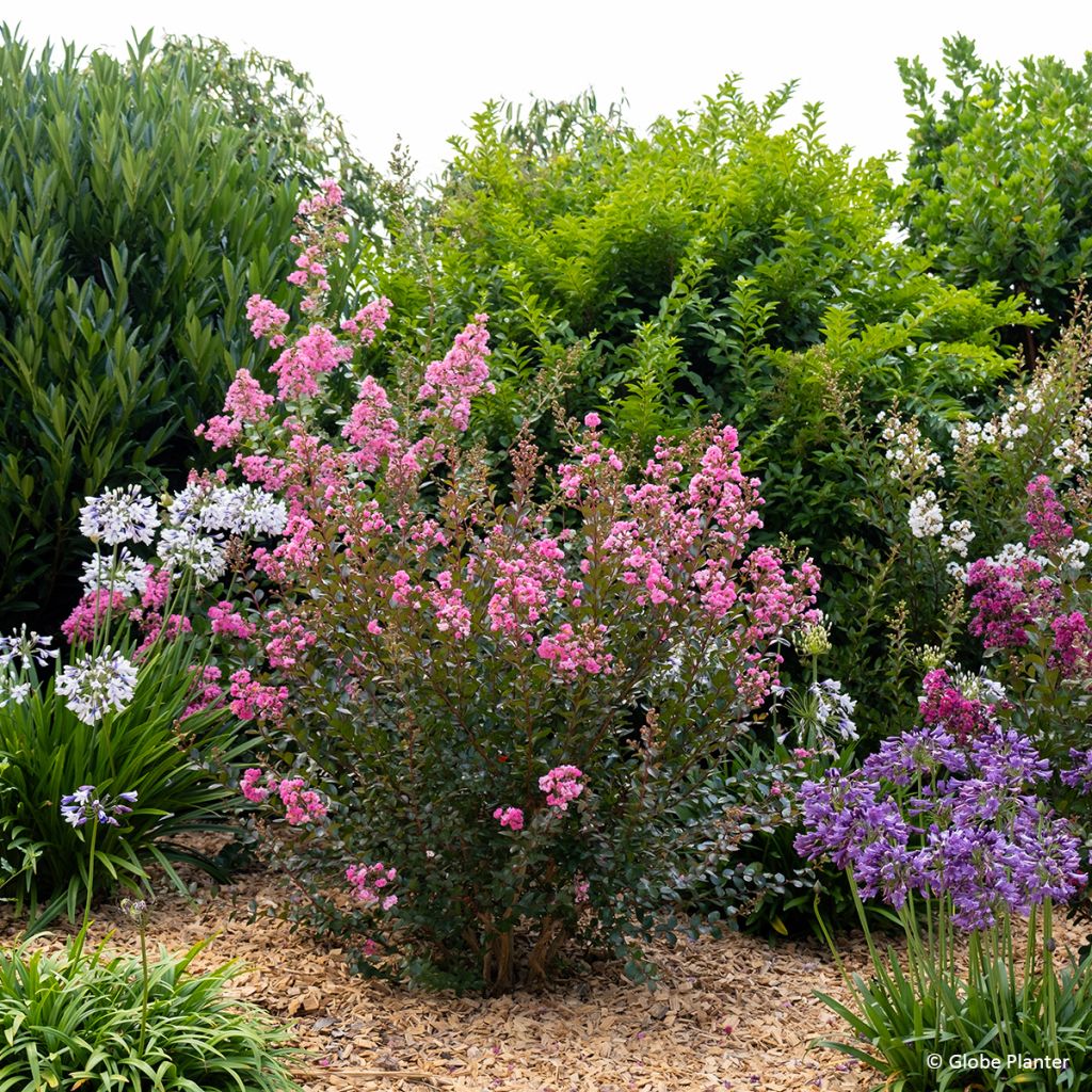 Lagerstroemia indica Gourmet Choco Pink - Crape Myrtle