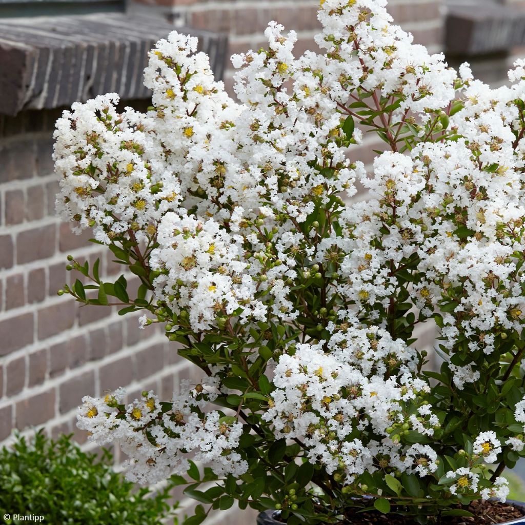 Lagerstroemia indica With Love Virgin - Crape Myrtle