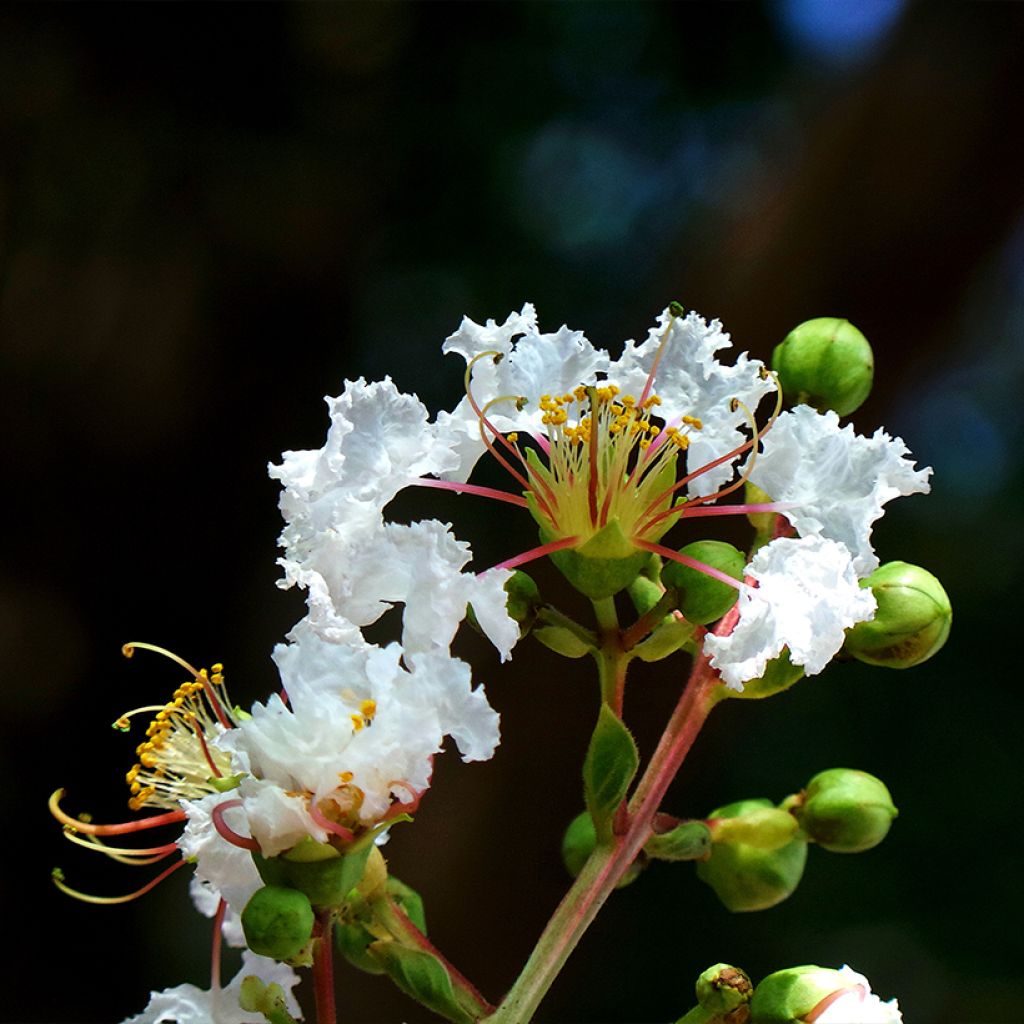 Lagerstroemia indica White Chocolate - Crape Myrtle