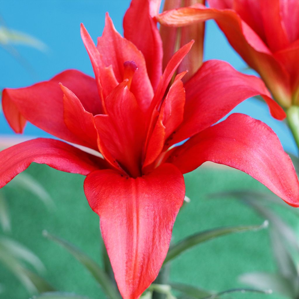 Lilium Bald Eagle - Asiatic Lily