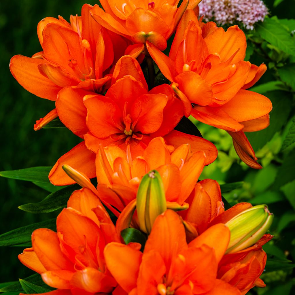 Lilium Hulk - Asiatic Lily