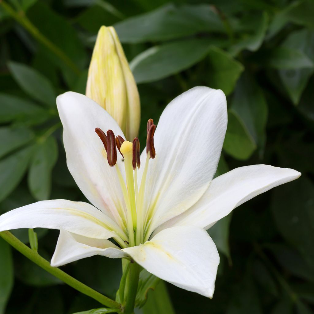 Lilium Gwen - Asiatic lily