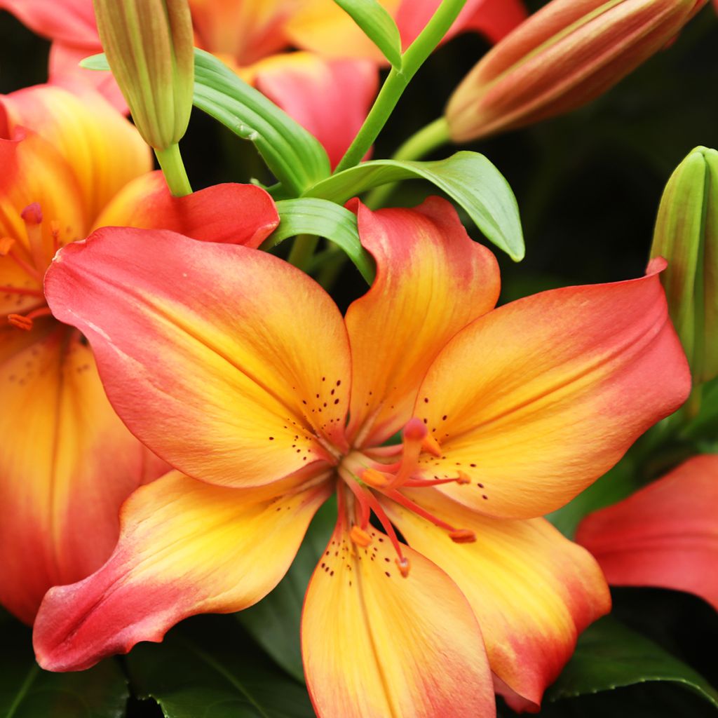 Lilium Heartstrings - Asiatic Lily