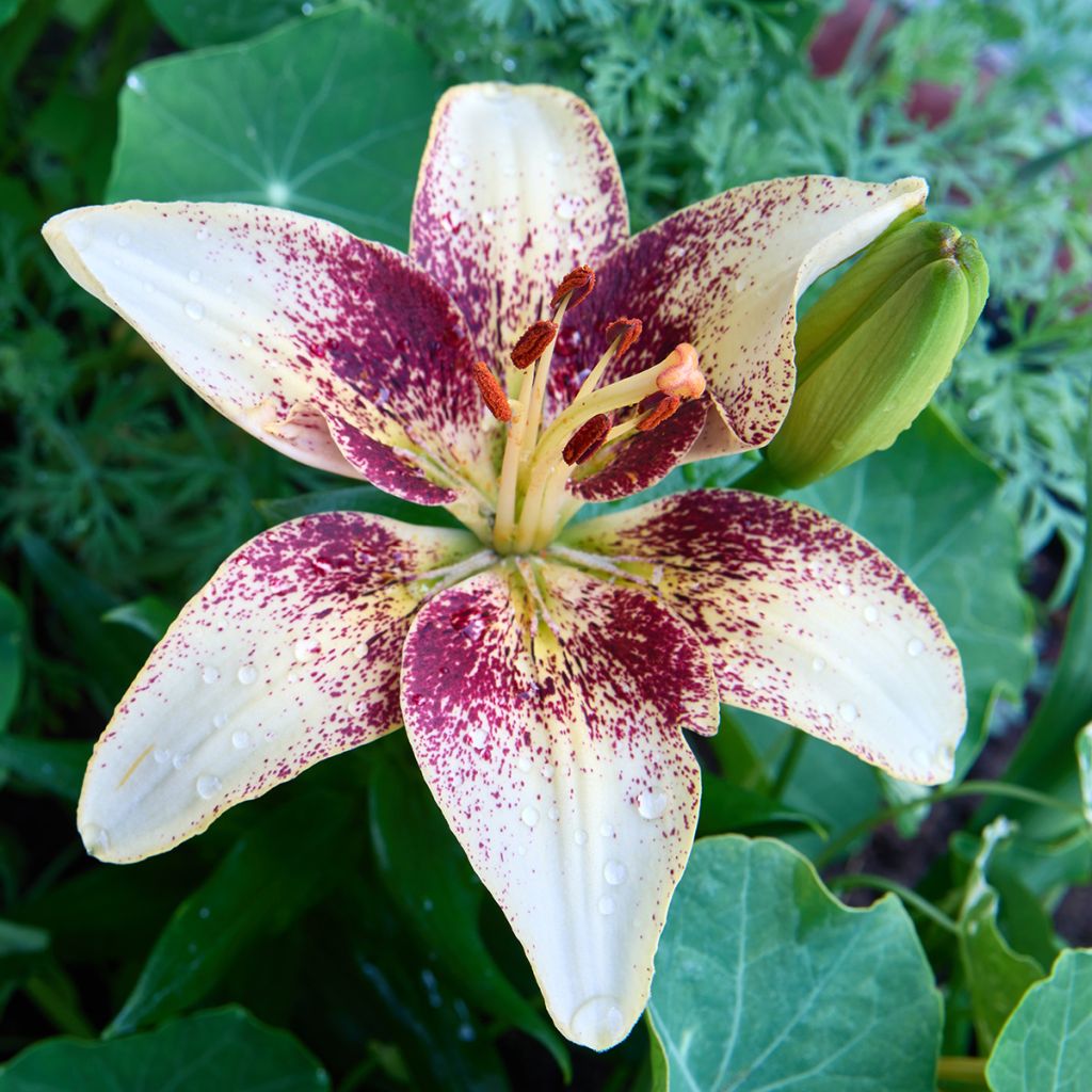 Lilium Tribal Dance - Asiatic Lily