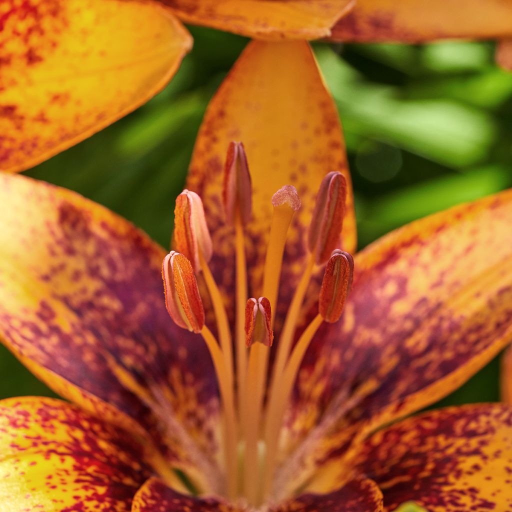 Lilium Tribal Dance - Asiatic Lily