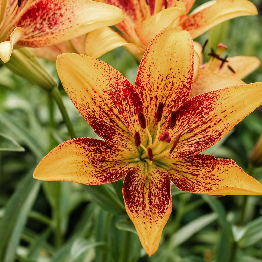 Lilium Tribal Dance - Asiatic Lily