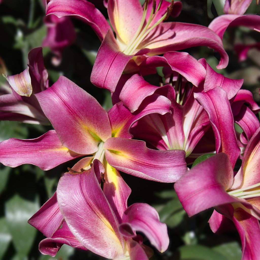 Lilium Empoli - Oriental Lily