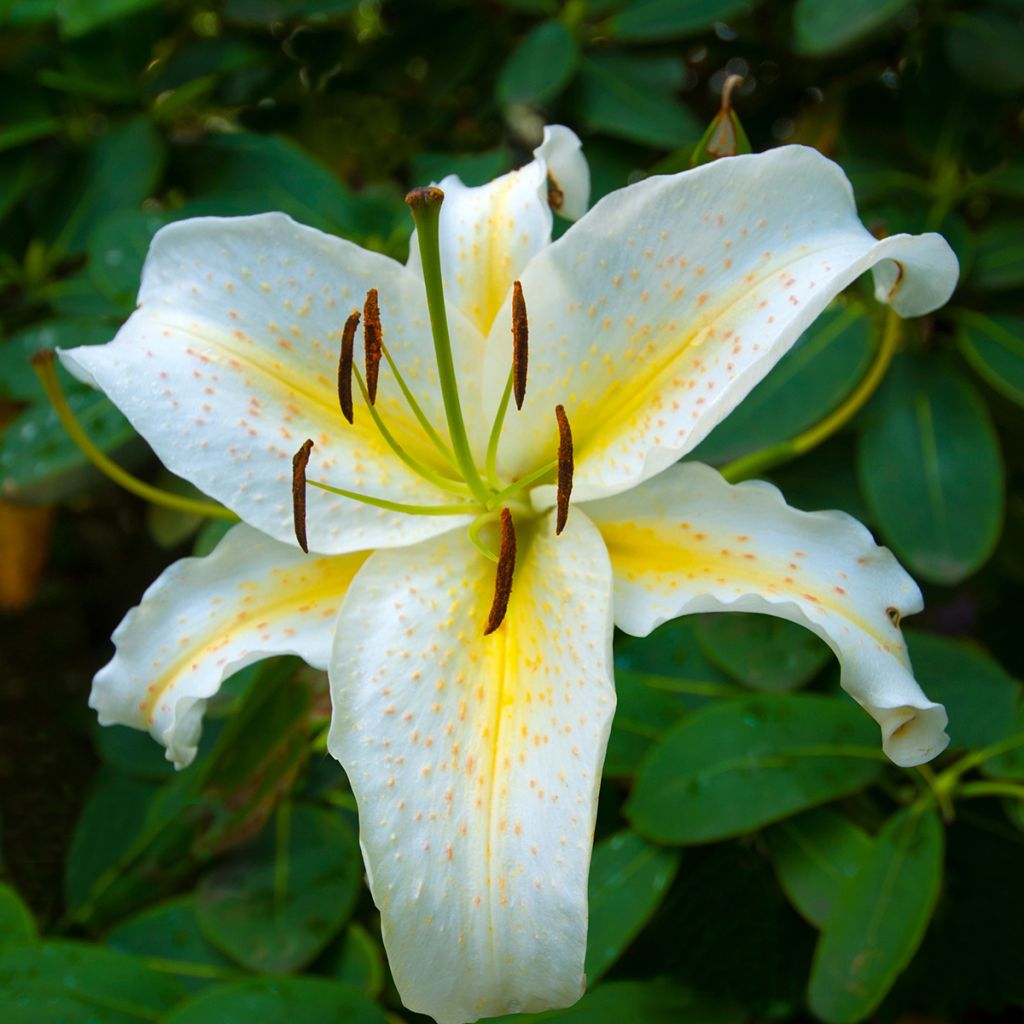 Lilium Baferrari - Oriental Lily