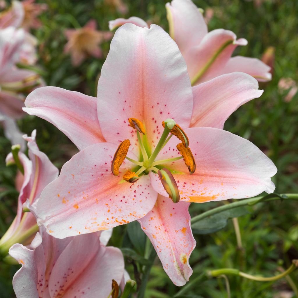 Lilium Salmon Party - Oriental Lily