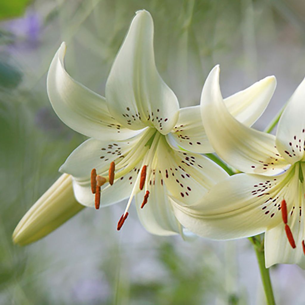 Lilium Sweet Surrender - Asiatic Lily