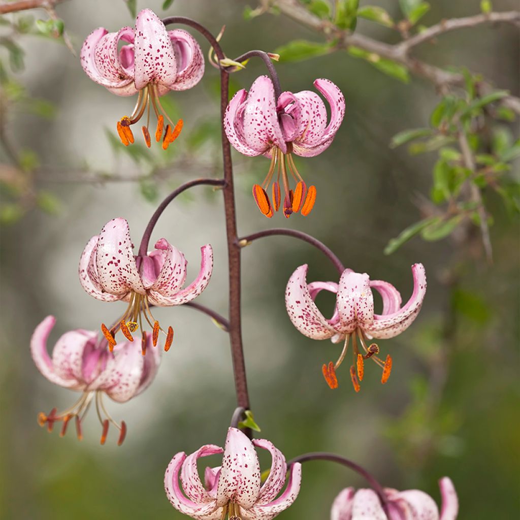 Lilium martagon - Lily
