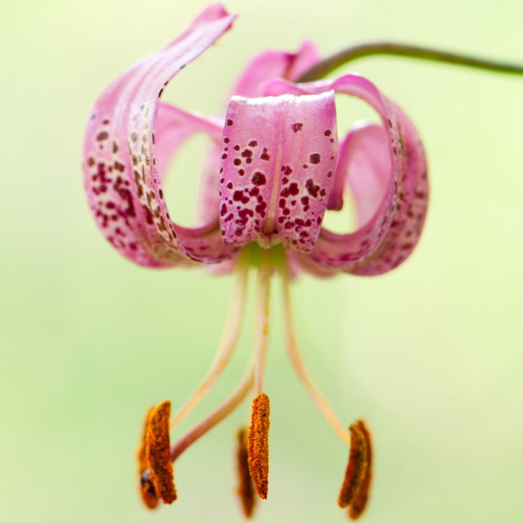 Lilium martagon - Lily
