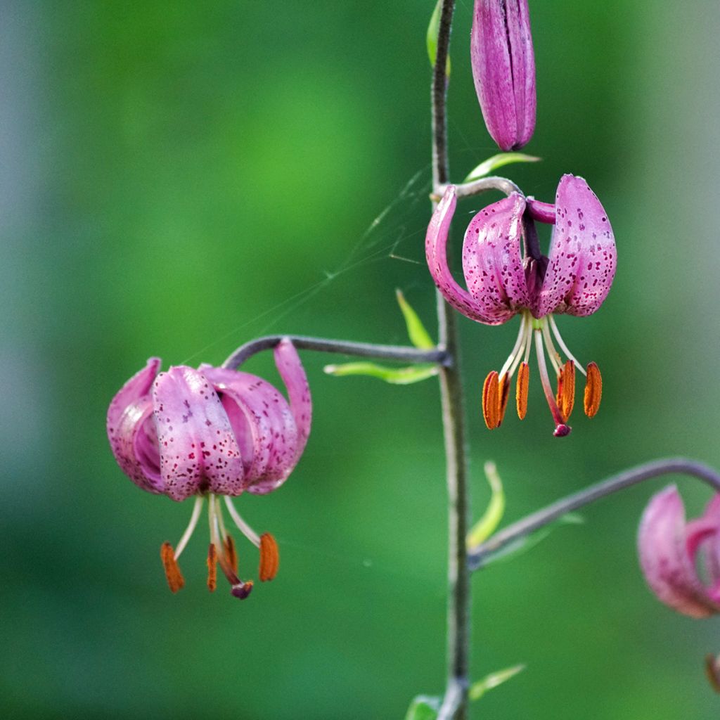 Lilium martagon - Lily