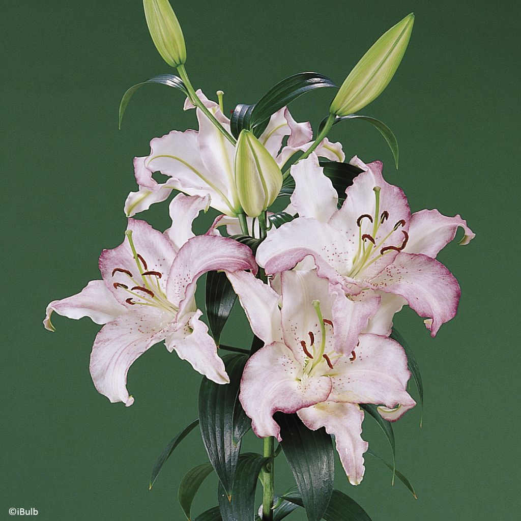 Lilium Brasilia - Oriental Lily