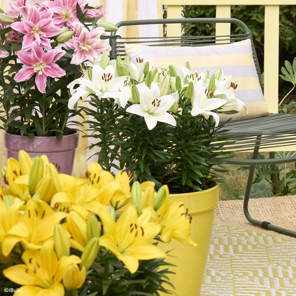 Lilium Gwen - Asiatic lily