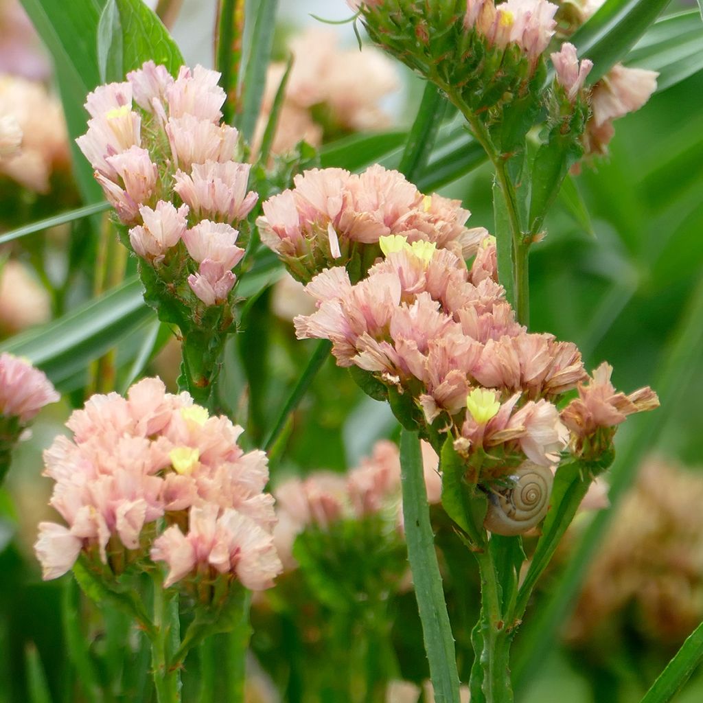 Limonium sinuatum QIS Apricot