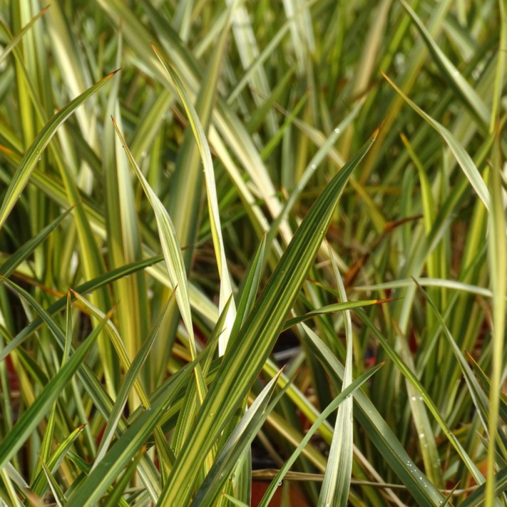 Phormium tenax Apricot Queen - New Zealand Flax