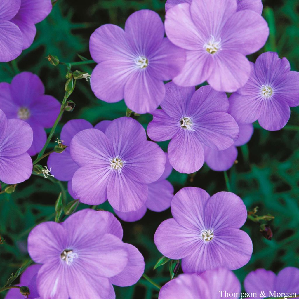 Linum narbonense Heavenly Blue Seeds - Perennial Flax