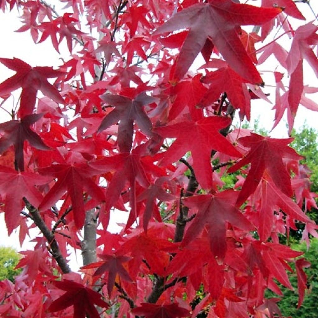 Liquidambar styraciflua Slender Silhouette - American Sweetgum