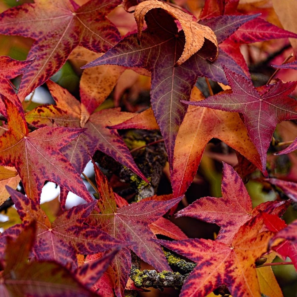 Liquidambar styraciflua Slender Silhouette - American Sweetgum