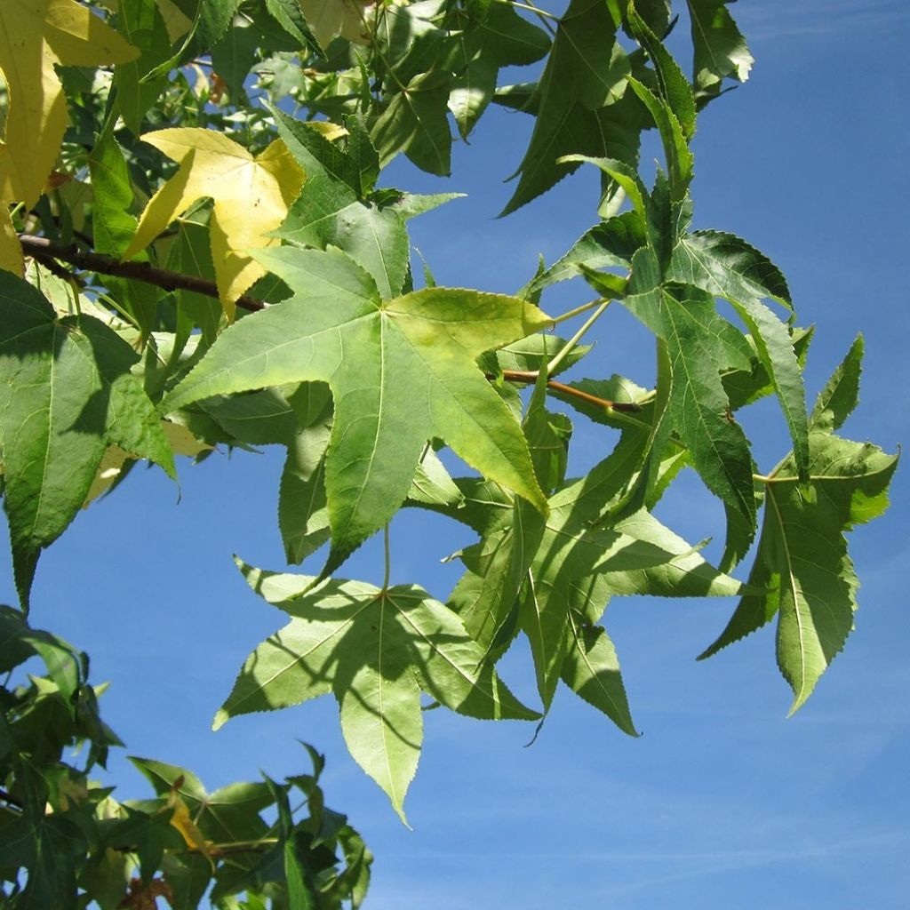 Liquidambar styraciflua Slender Silhouette - American Sweetgum