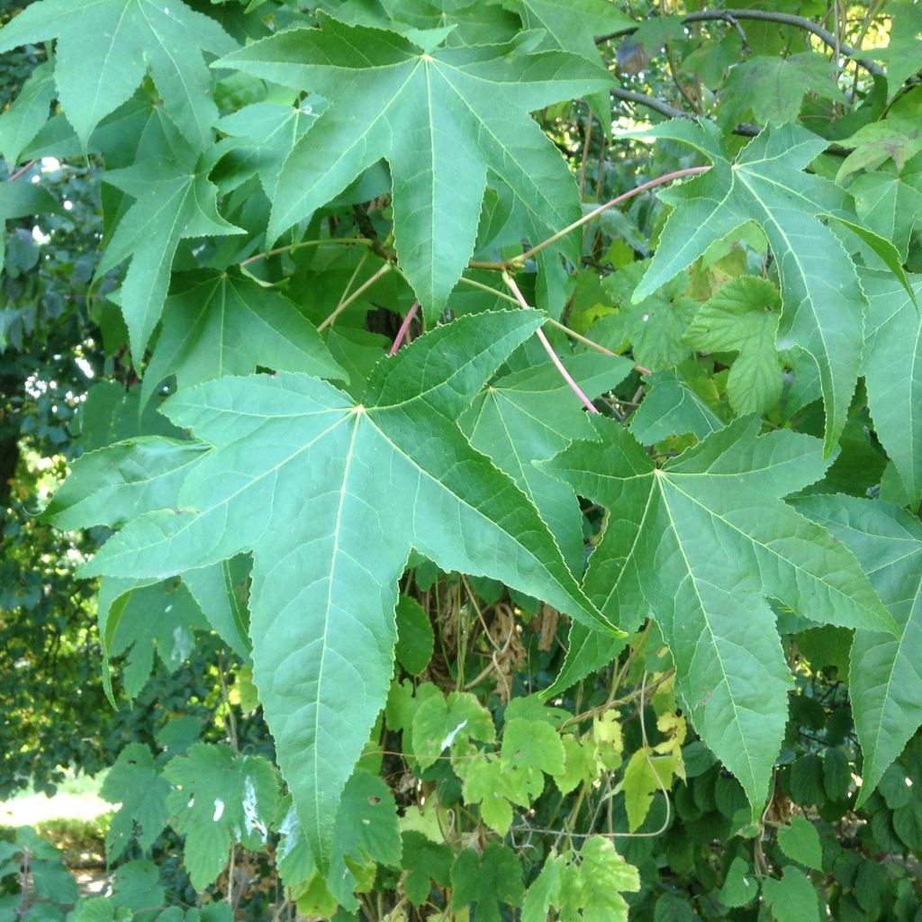 Liquidambar styraciflua - American Sweetgum
